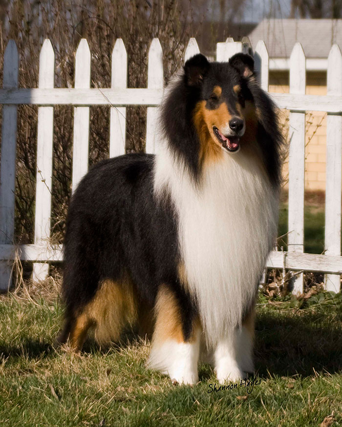 rough collie for sale